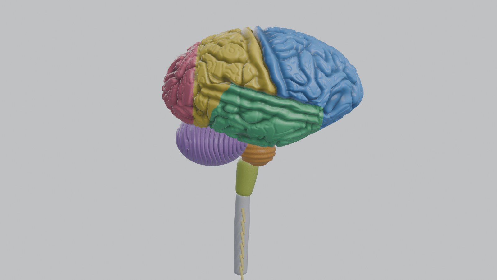 Cerebro en vista lateral, estilo didáctico